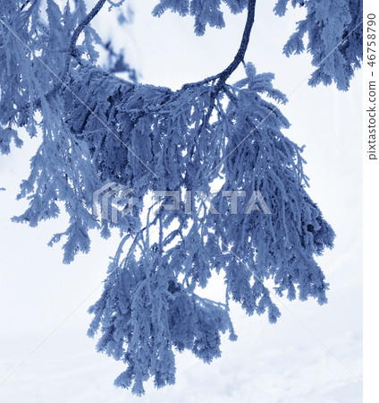 Snow-covered branches of spruce in winter forest Snow-covered branches of spruce in winter forest 46758790
