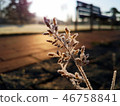 Hoar frost over the grass 46758841