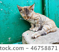 Cat closeup sleeping 46758871