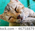 Cat closeup sleeping 46758879