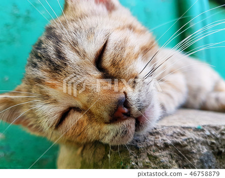 Cat closeup sleeping Cat closeup sleeping 46758879
