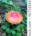 Mushroom fly agaric amanita 46758888