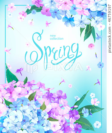 Spring background with Phlox 46759197