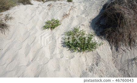 sand dunes of costa nova beach in portugal sand dunes of costa nova beach in portugal 46760043