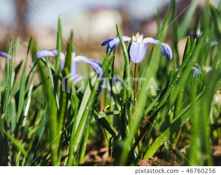 Early, bright, spring crocus and scilla flowers 46760256