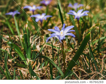 Early, bright, spring crocus and scilla flowers Early, bright, spring crocus and scilla flowers 46760269