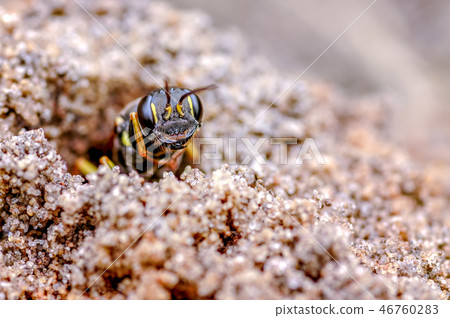 Field Digger Wasp. Mellinus arvensis. 46760283