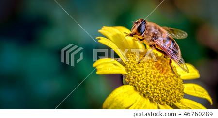 Drone-Fly, Eristalis tenax a bee mimic. 46760289