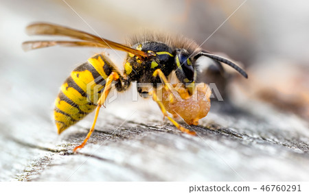 Common Wasp, Vespula vulgaris feeding pear fruit. 46760291