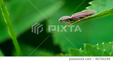 Brown Click Beetle, Agriotes obscurus on Nettle. 46760298
