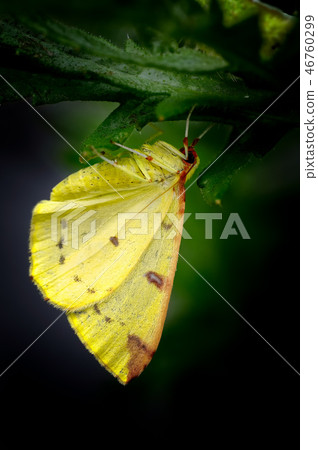Brimstone Moth, Opisthograptis luteolata, Hiding_2 46760299