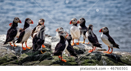 Atlantic Puffin, Fratercula arctica in a group. Atlantic Puffin, Fratercula arctica in a group. 46760301