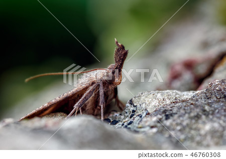 Snout Macro Moth Portrait, Hypena probosdcidalis. 46760308