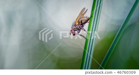 A Fly Ponders, Helina reversio on Marram Leaf 46760309