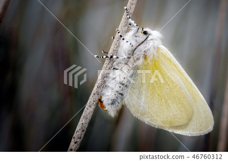 White satin Moth at Ainsdale Local Nature Reserve. White satin Moth at Ainsdale Local Nature Reserve. 46760312