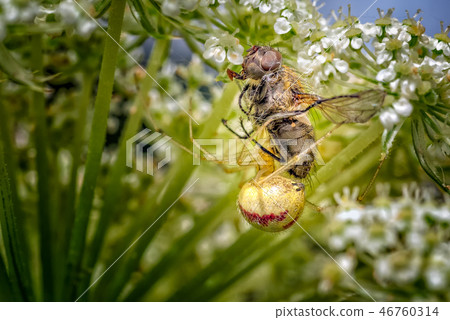 Comb-footed Spider with a freshly caught fly. Comb-footed Spider with a freshly caught fly. 46760314
