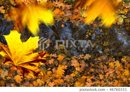 Falling leaves over the creek in the autumn. Falling leaves over the creek in the autumn. 46760331