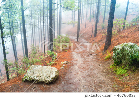 Nature lanscape of foggy pine forest Nature lanscape of foggy pine forest 46760852