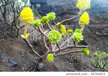 Green rosettes of succulent Aeonium arboreum Green rosettes of succulent Aeonium arboreum 46760853