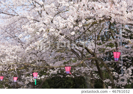 賞花 賞花 46761032