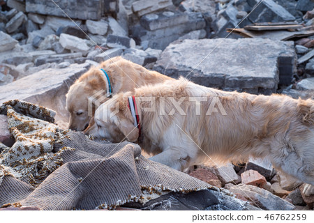 Dog looking for injured people in ruins. 46762259