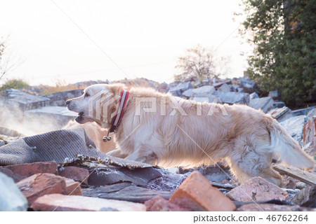 Dog looking for injured people in ruins. Dog looking for injured people in ruins. 46762264