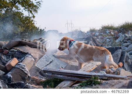 Dog looking for injured people in ruins. Dog looking for injured people in ruins. 46762269