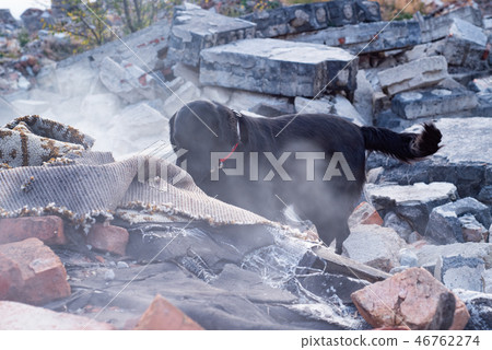 Dog looking for injured people in ruins. Dog looking for injured people in ruins. 46762274