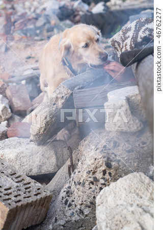 Dog looking for injured people in ruins. 46762277