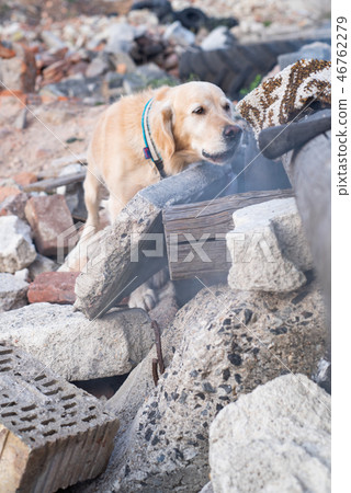 Dog looking for injured people in ruins. Dog looking for injured people in ruins. 46762279