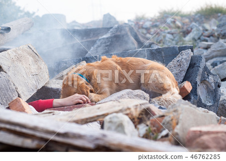 Dog looking for injured people in ruins. 46762285