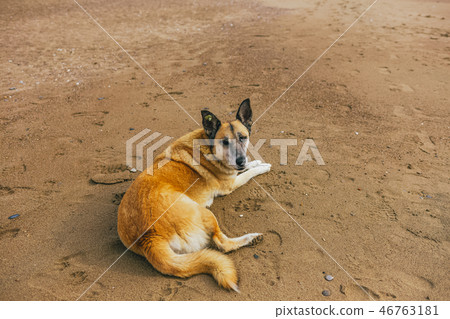 Calm not purebred big dog resting at sunny summer sandy beach. Calm not purebred big dog resting at sunny summer sandy beach. 46763181