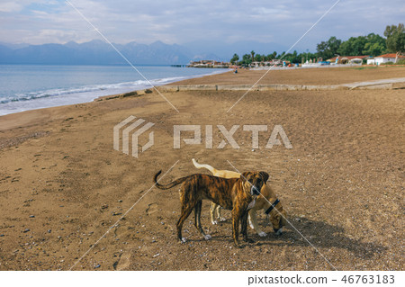 Calm not purebred big dogs playing at sunny summer sandy beach Calm not purebred big dogs playing at sunny summer sandy beach 46763183
