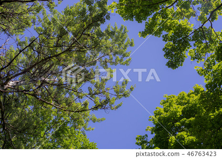 Green foliage against the blue sky. Green foliage against the blue sky. 46763423
