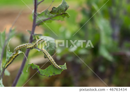 The Caterpillar Larvae Of The Cabbage White The Caterpillar Larvae Of The Cabbage White 46763434