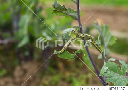 The Caterpillar Larvae Of The Cabbage White The Caterpillar Larvae Of The Cabbage White 46763437