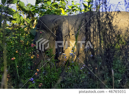 Indian elephant (Elephas maximus indicus) Indian elephant (Elephas maximus indicus) 46765031