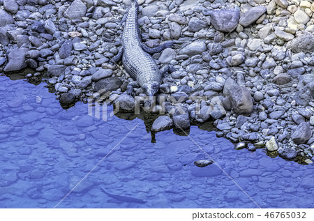 Ramganga River and gharial (Gavialis gangeticus) 46765032