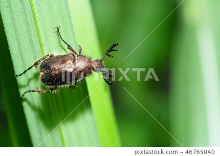 Bearded butterfly Bearded butterfly 46765040