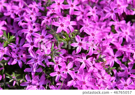 Shibaura Shibazakura Shibaura Shibazakura 46765057