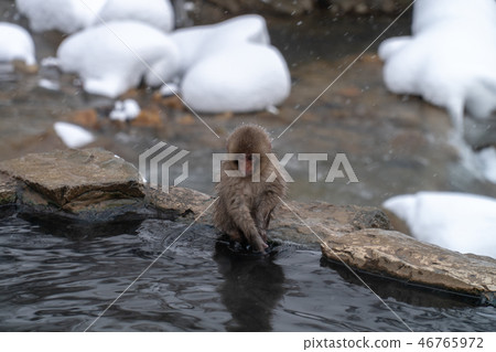 Juvenile monkey of Jigokudanino monkey duke who wonders if it enters hot spring Juvenile monkey of Jigokudanino monkey duke who wonders if it enters hot spring 46765972