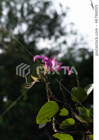 Phanera purpurea on dark background and rim light. Phanera purpurea on dark background and rim light. 46766005