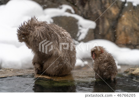 Japanese monkey of parent and child of Jigokudani monkey park 46766205