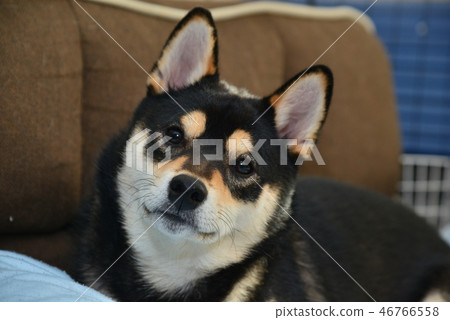 柴犬日常生活 46766558