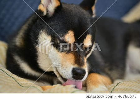 柴犬日常生活 46766575
