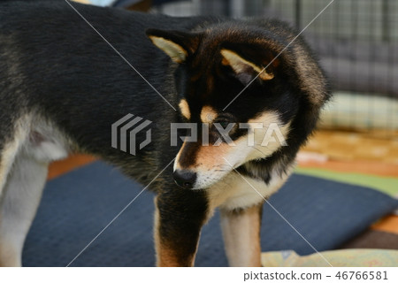 柴犬日常生活 46766581