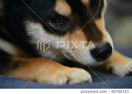 柴犬日常生活 46766583