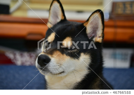 柴犬日常生活 46766588