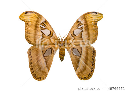 Giant butterfly Atlas Moth isolated on white 46766651