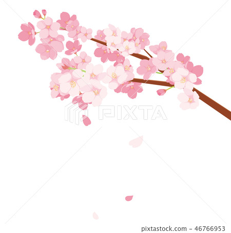 Sakura Illustration Stock Illustration